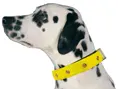LED Hunde Leuchthalsband.