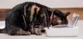Surefeed luftdichter Futterautomat für Katzen & kleine Hunde