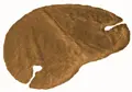 swisspet Living Fell Niere 2 Loch Caramel