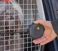 Sicherheitsschloss an der Atlas 40 Professional Auto-Hundebox.