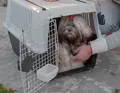 Bequem unterwegs mit der Atlas 40 Professional Hundebox für das Auto.