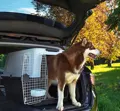 Ausreichend Platz für Hunde bis 45 Kg bietet die Atlas 60 Professional Hundebox.
