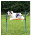 Hunde-Hürdenset von swisspet.