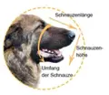 Messanleitung für Hunde-Maulkörbe.