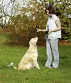 Apportier-Training leichtgemacht mit dem swisspet Snack Dummy.