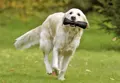 Hunde lieben den mit Snacks gefüllten Dummy von swisspet.