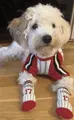 Swiss Pet Aocken Hund Rot