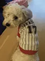 Hundepullover Trendline Leader