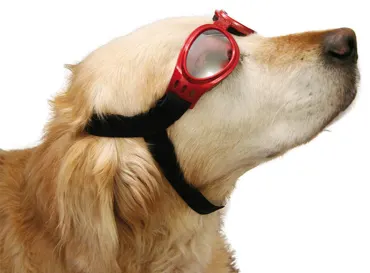 swisspet Cabrio- & Schneebrille, Rot