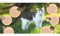 Antworten auf viele Fragen zum Thema Katzensprache bietet dieses Buch im Taschenformat von Helga Hofmann.