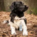 Greenfields Hunde-Parfum für angenehmen Duft zwischendurch oder unterwegs.