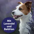 Canosept Home Comfort mit der beruhigenden Eigenschaft der Baldrian- und Lavendelpflanze.