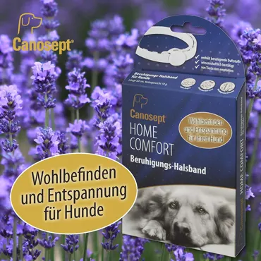Canosept Home Comfort Beruhigungs-Hundehalsband