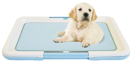 Puppy-Toilette von swisspet in verschiedenen Grössen.
